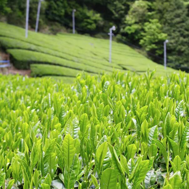 茶葉品牌命名技巧