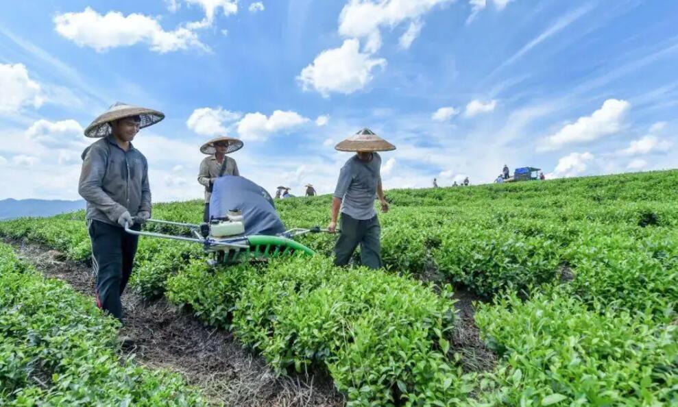 茶葉農產(chǎn)品品牌全案策劃